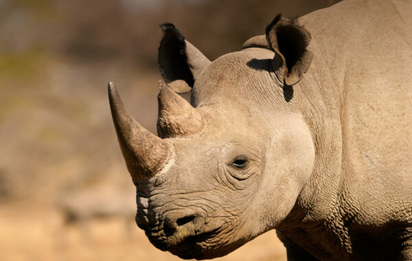 Rhinoceros 7.27.23032.13002 Crack With License Key Download 2023